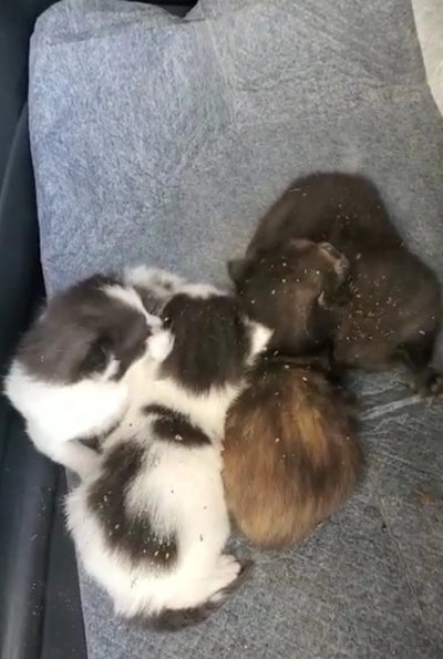 Surprise Kittens Under Floorboards!
