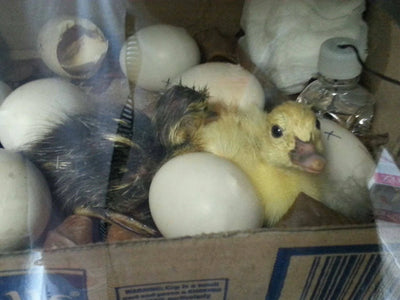 Orphaned newborn ducks hatch!