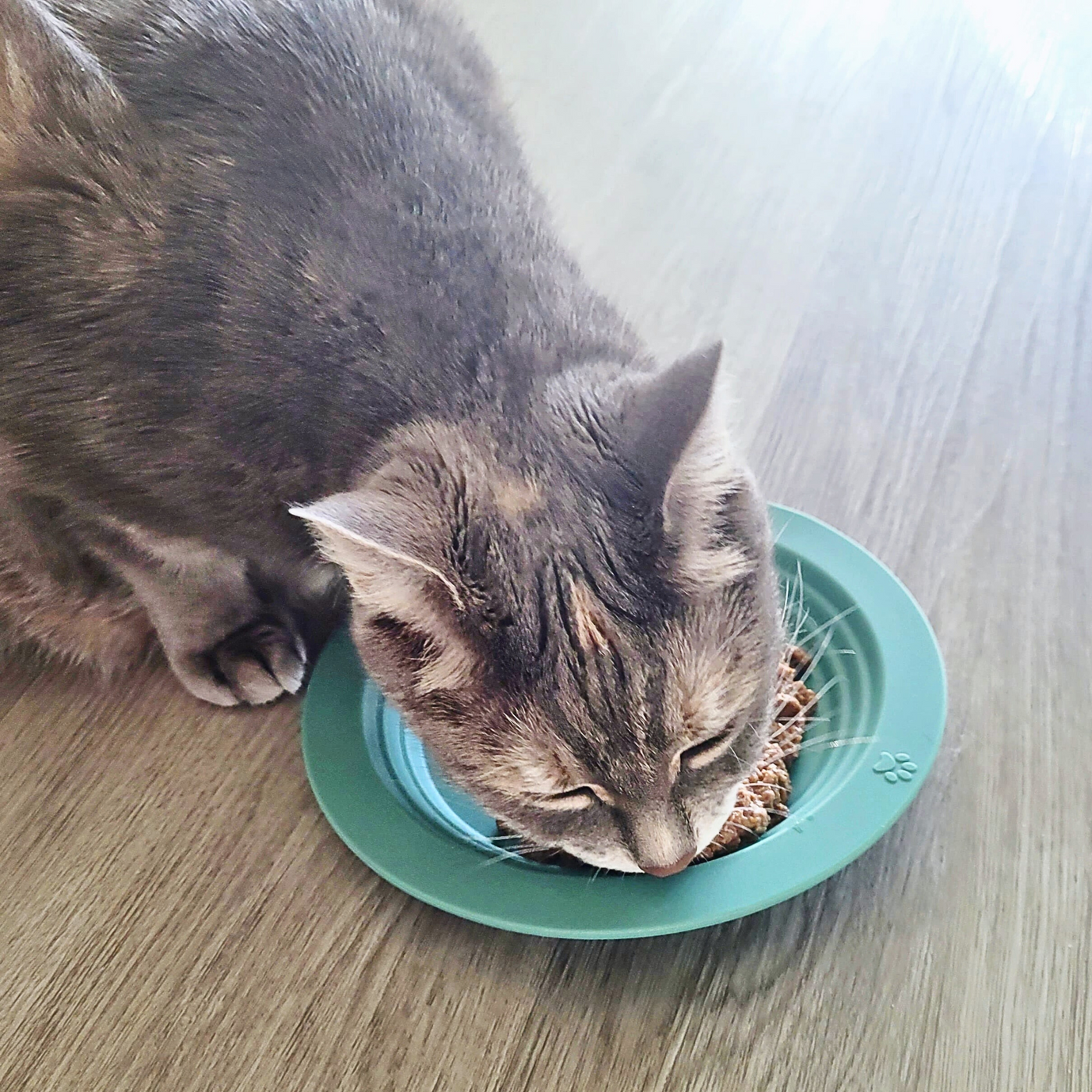 Whisker Friendly Cat Food Dish, Silicone, Shallow, Non Slip, Cat Dog Kitten Feeding Dish
